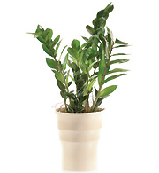 Poczta Kwiaty do Francji Zamioculcas