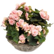 Begonia w doniczce