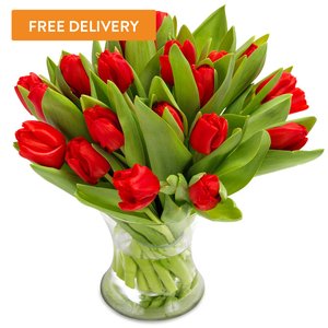 25 Tulipanów Czerwonych