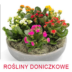 Kwiaty roÅÂÂliny doniczkowe